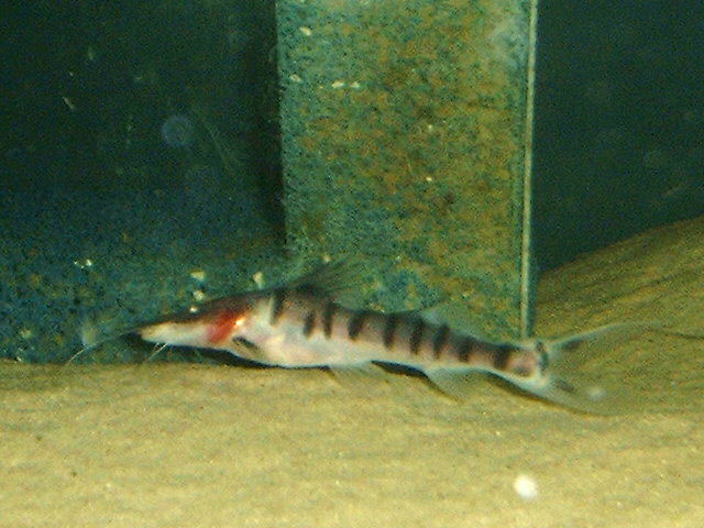 Merodontotus tigrinus